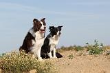 BORDER COLLIE 388